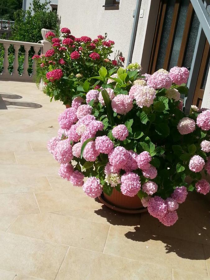 Azure Adriatic Daire *